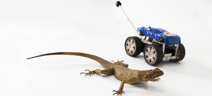 Tailbot with an agama lizard